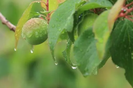 2022杭州梅雨季节是哪几个月-杭州地区梅雨什么时候出梅