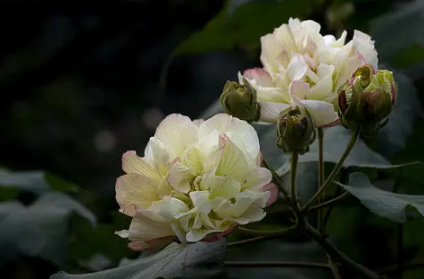 芙蓉花在几月开-自己养芙蓉花哪些是要注意的