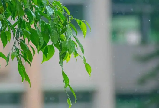 清明节上坟分单双日子吗-清明节上坟是单日子好还是双日子好