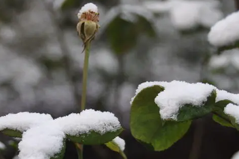 成都2022年春节会下雪吗-成都一般什么时候下雪