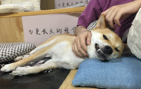 只要能喝水就排除狂犬病吗-如何分辨感冒和早期狂犬病