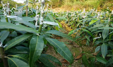 芒果幼苗叶片萎蔫是咋回事-芒果幼苗叶片萎蔫怎么治