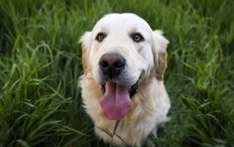 狗狗得了犬瘟怎么办-初期犬瘟治好几率大吗