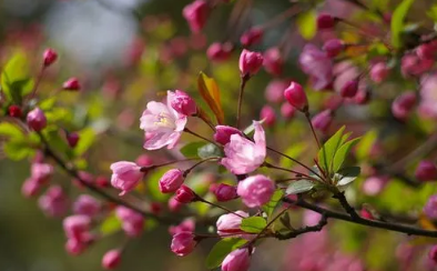 2022年武汉4月有樱花吗-武汉樱花最好看的时候是几月