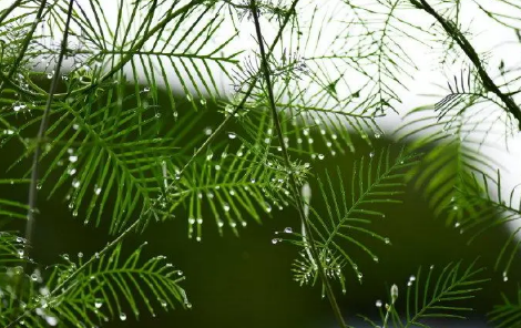 植物在室内怎么增加光照-自己养植花卉植物如何控制光照