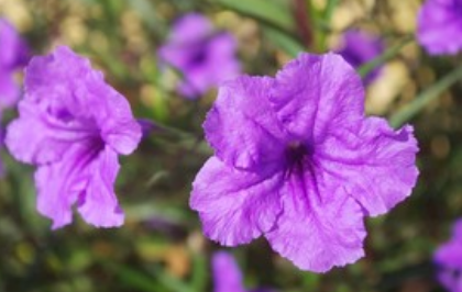 矮牵牛花好不好养-矮牵牛养植哪些是要注意的