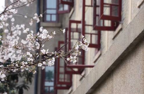 武汉大学樱花3月20日好约吗2022-去武汉大学看樱花怎么预约