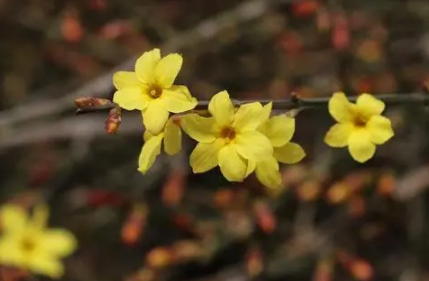 2022年广州春节花市什么时候开-2022广州春节花市在哪里