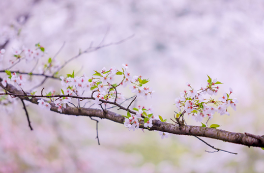 3月份武汉的樱花开了吗-武汉的樱花几月份开花