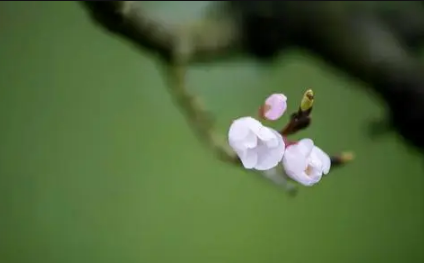 生肖是以立春开始还是春节开始-生肖从立春还是初一算