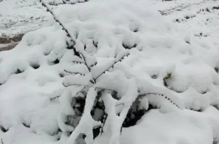 大暴雪天气能不能上高速-下雪了高速路还能走吗