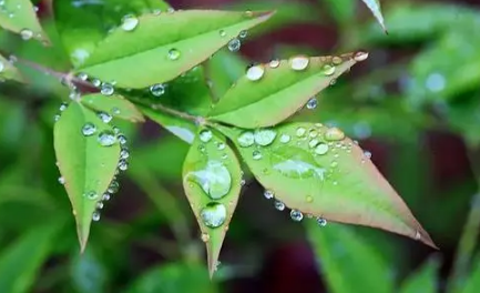 2022雨水节气会下雨吗-2022雨水节气天气怎么样