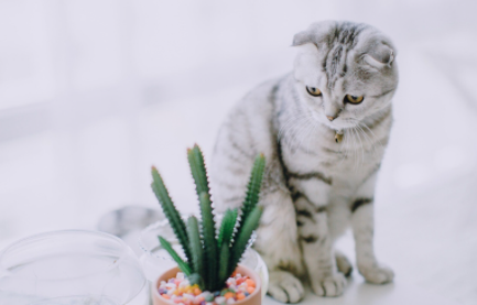 猫咪吃巴沙鱼好不好-猫吃巴沙鱼怎么煮