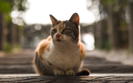 猫小便频繁是怎么回事啊-猫频繁进厕所不拉不尿怎么回事