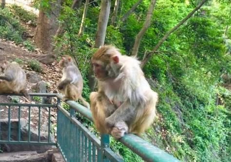 贵阳黔灵山猴子是保护动物吗-黔灵山公园猴子是什么品种