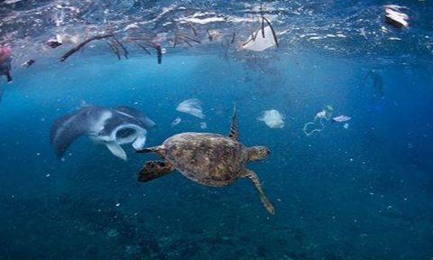 海洋上的垃圾害死了多少生物-海洋垃圾对海洋生物的危害的科普