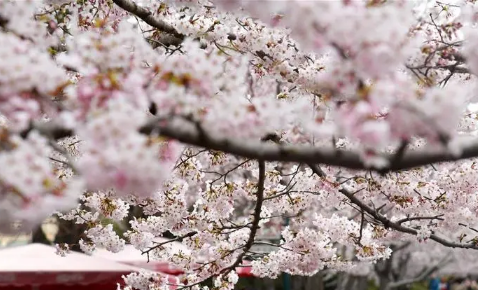 青岛清明节有樱花吗2022-清明节青岛樱花去哪里看