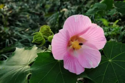 芙蓉花在几月开-自己养芙蓉花哪些是要注意的