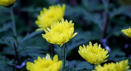 菊花施什么肥料长得好-给菊花上肥哪些是要注意的