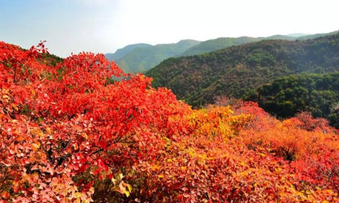 2021香山红叶在哪里看最美-今年北京香山红叶红了吗