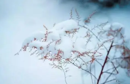 大雪节气会下雪吗-大雪节气下雪好还是不下雪好