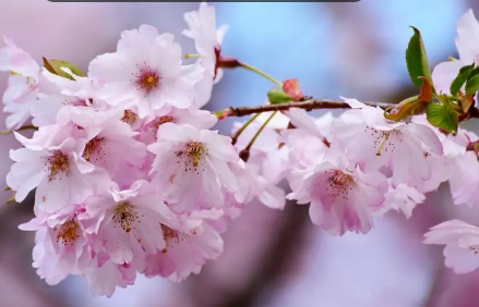 2022年武汉4月有樱花吗-武汉樱花最好看的时候是几月