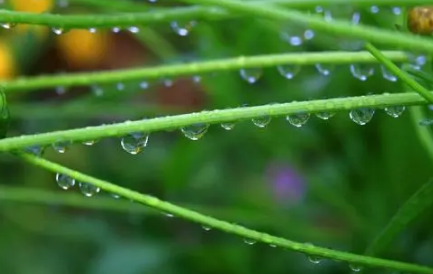 2022雨水节气会下雨吗-2022雨水节气天气怎么样