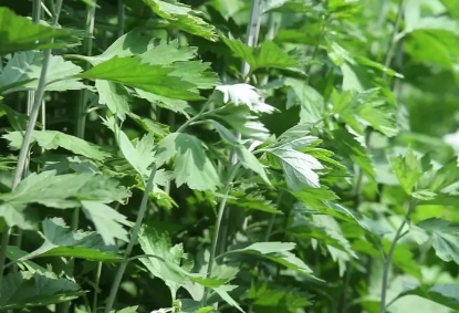 端午节挂艾草必须根部朝上吗-端午节挂艾草根朝上还是根朝下