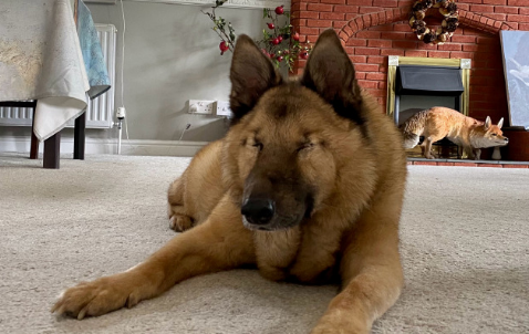 狂犬病人会传染给人吗-狂犬病人死前惨状照片