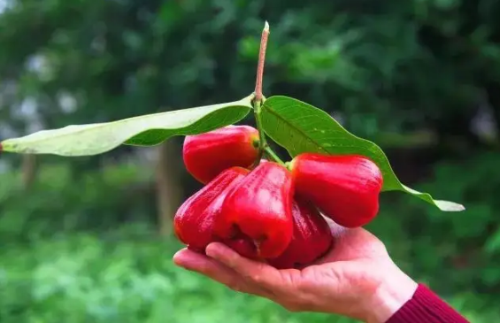 莲雾里面有虫子能吃吗-莲雾里面的虫子有毒吗