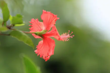 扶桑花耐寒吗-扶桑花怎样养才能安全过冬