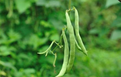 芸豆烂根死棵原因是什么-自己种芸豆怎么预防芸豆烂根死棵