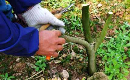 嫁接的季节什么时候好-嫁接一般用什么砧木