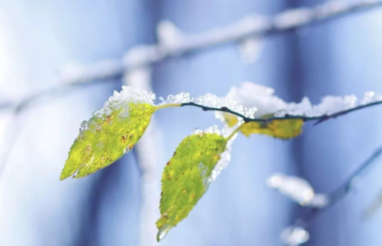 小雪节气下雨正常吗2021-小雪是晴天好还是下雨好