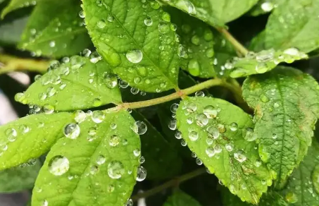 2022立夏有雨三伏热还是立夏无雨三伏热-立夏下不下雨有什么说法