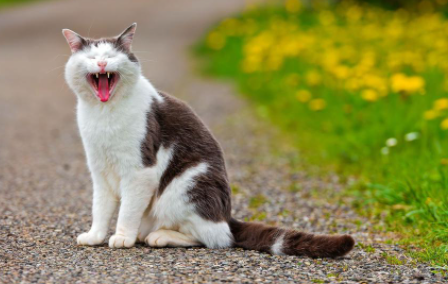 猫不吃饭还吐了怎么办-猫咪拒食是怎么回事