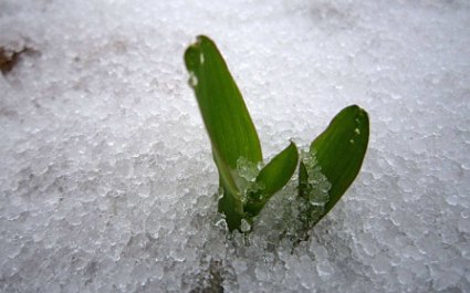 雪水浇花好不好-雪水怎么浇花