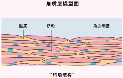 角质层薄怎么修复增厚-角质层薄怎么看得出来