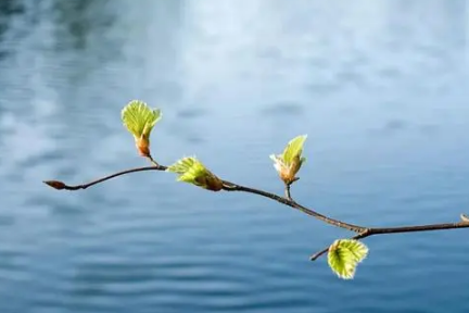 生肖是以立春开始还是春节开始-生肖从立春还是初一算