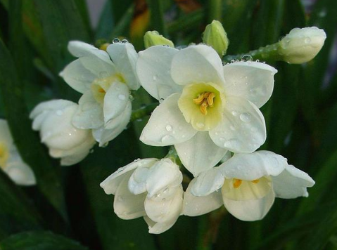 水仙花叶子下垂是怎么引起的-水仙花叶子耷拉发黄怎么办