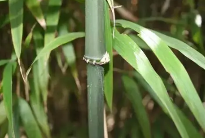 竹类植物能在室内养殖吗-在室内养殖竹类植物有哪些注意事项