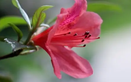 管花杜鹃烂根了还有救吗-管花杜鹃烂根了怎么解决