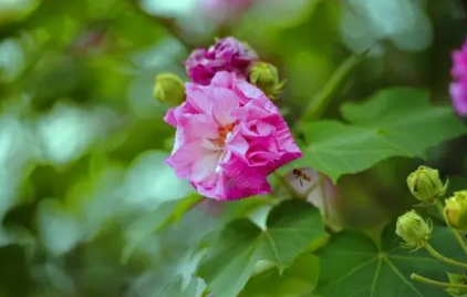 芙蓉花用什么土栽培好-养芙蓉花哪些是要注意的