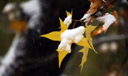 2021小雪那天冷不冷-11月小雪当天温度是多少