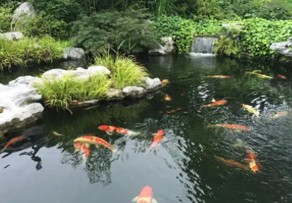 锦鲤水温多少度可以喂食-锦鲤在什么温度怎么喂