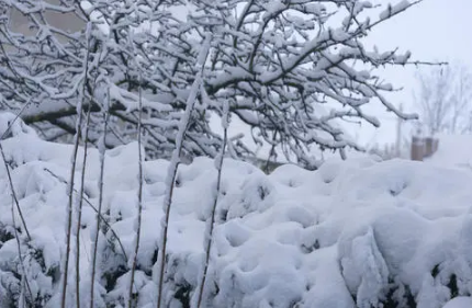 2021年大雪是在冬天第几个节气-2021年大雪节气是哪一天