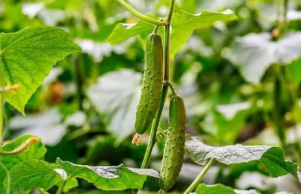 冬季温室蔬菜如何换茬-越冬蔬菜换茬需要注意什么问题