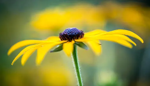 为什么花卉会生蜜虫-花生蜜虫的处理方法有哪些