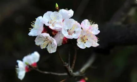 生肖是以立春开始还是春节开始-生肖从立春还是初一算