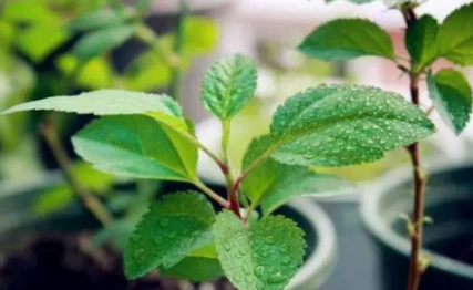 芒果幼苗叶片萎蔫是咋回事-芒果幼苗叶片萎蔫怎么治